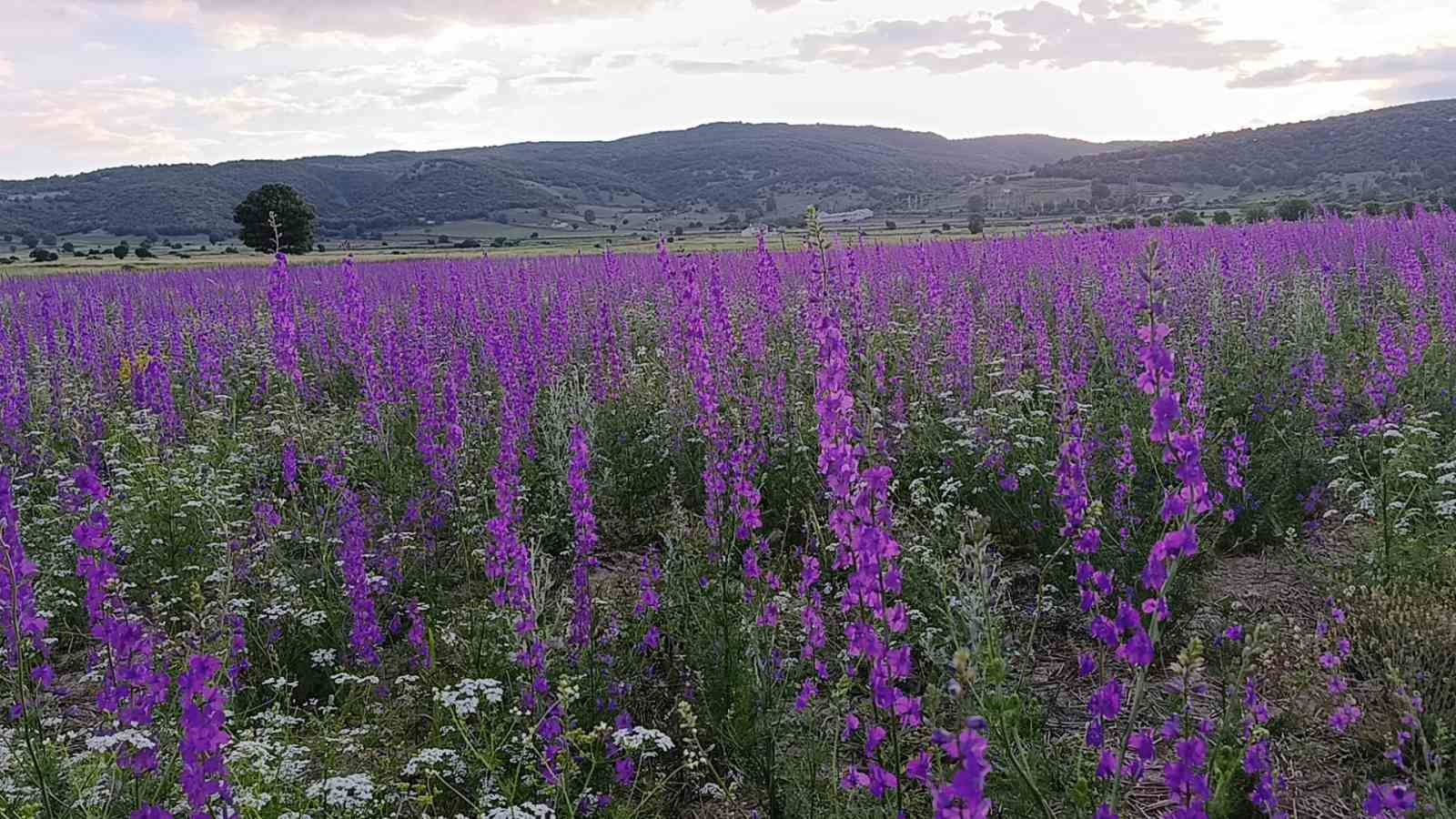 Tarlalar mora boyandı, çiçekler resim tablosunu andırdı