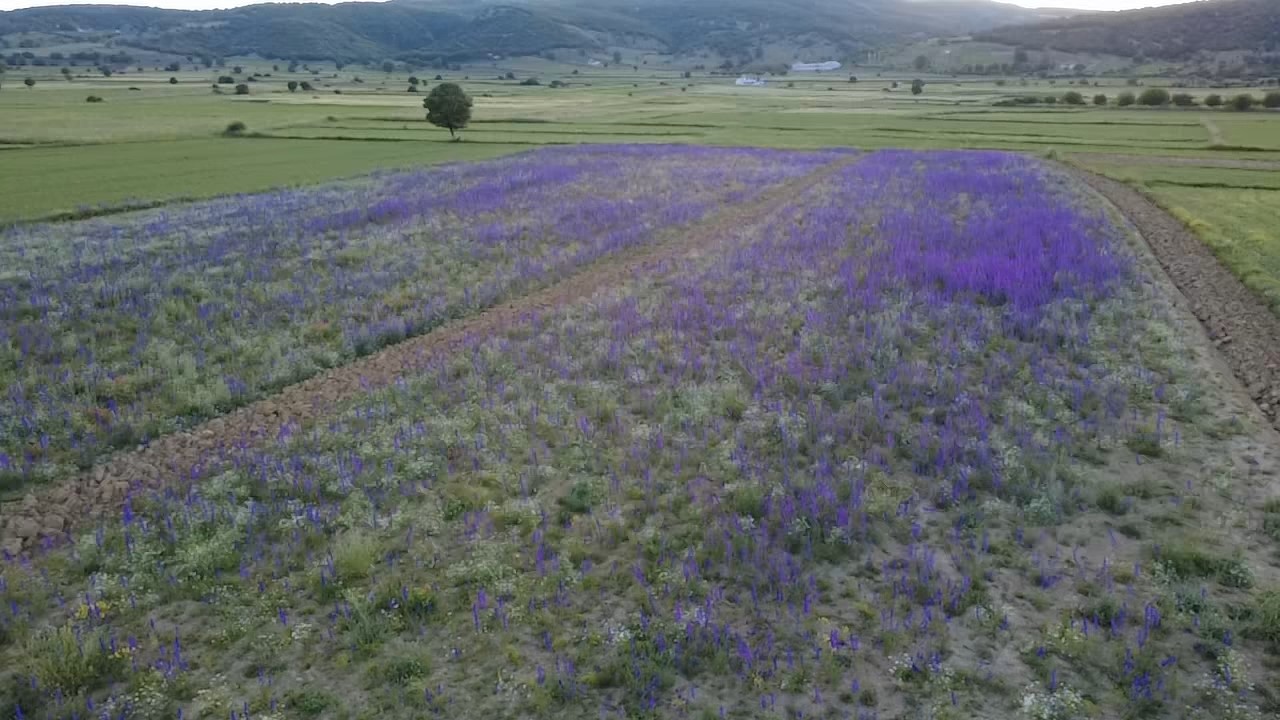 Tarlalar mora boyandı, çiçekler resim tablosunu andırdı