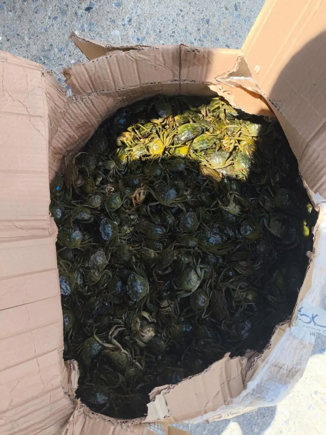 Söke’de kaçak su ürünleri nakline geçit verilmedi