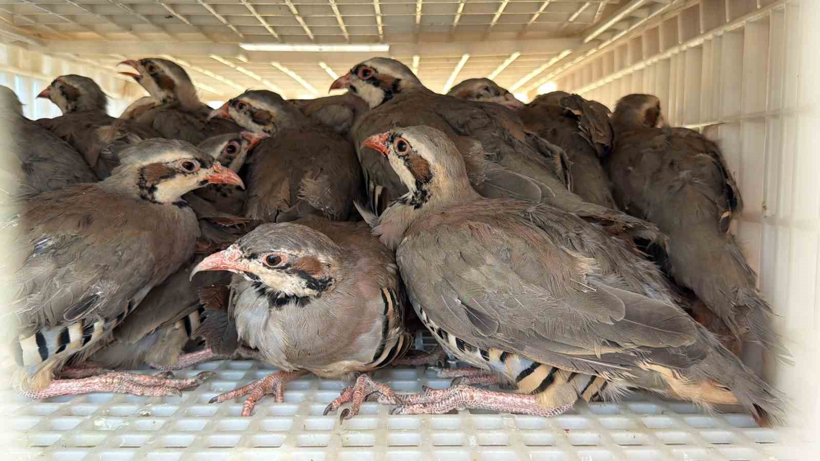 Adıyaman doğasına bin adet keklik salındı
