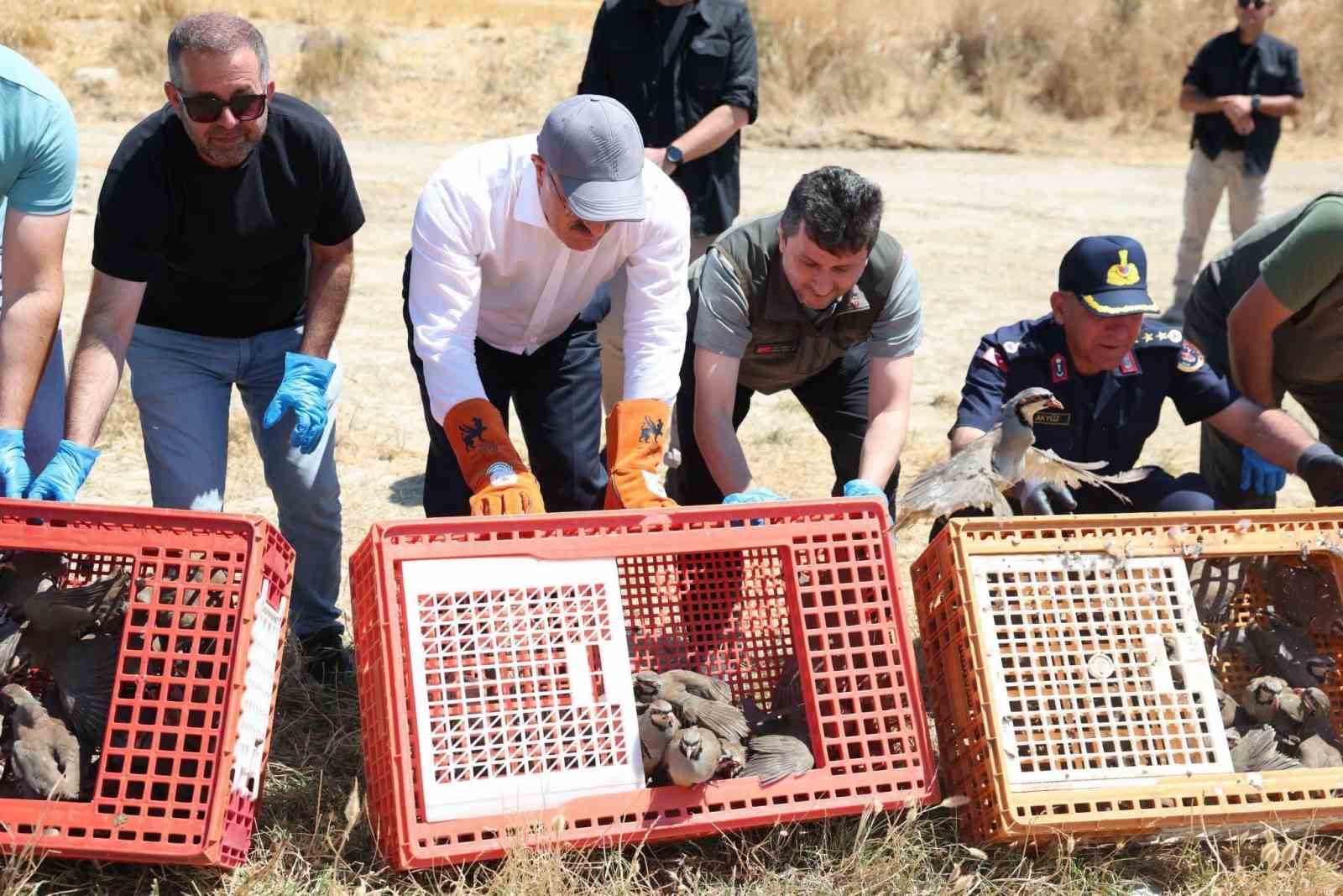 Çanakkale’de 1000 kınalı keklik doğaya salındı