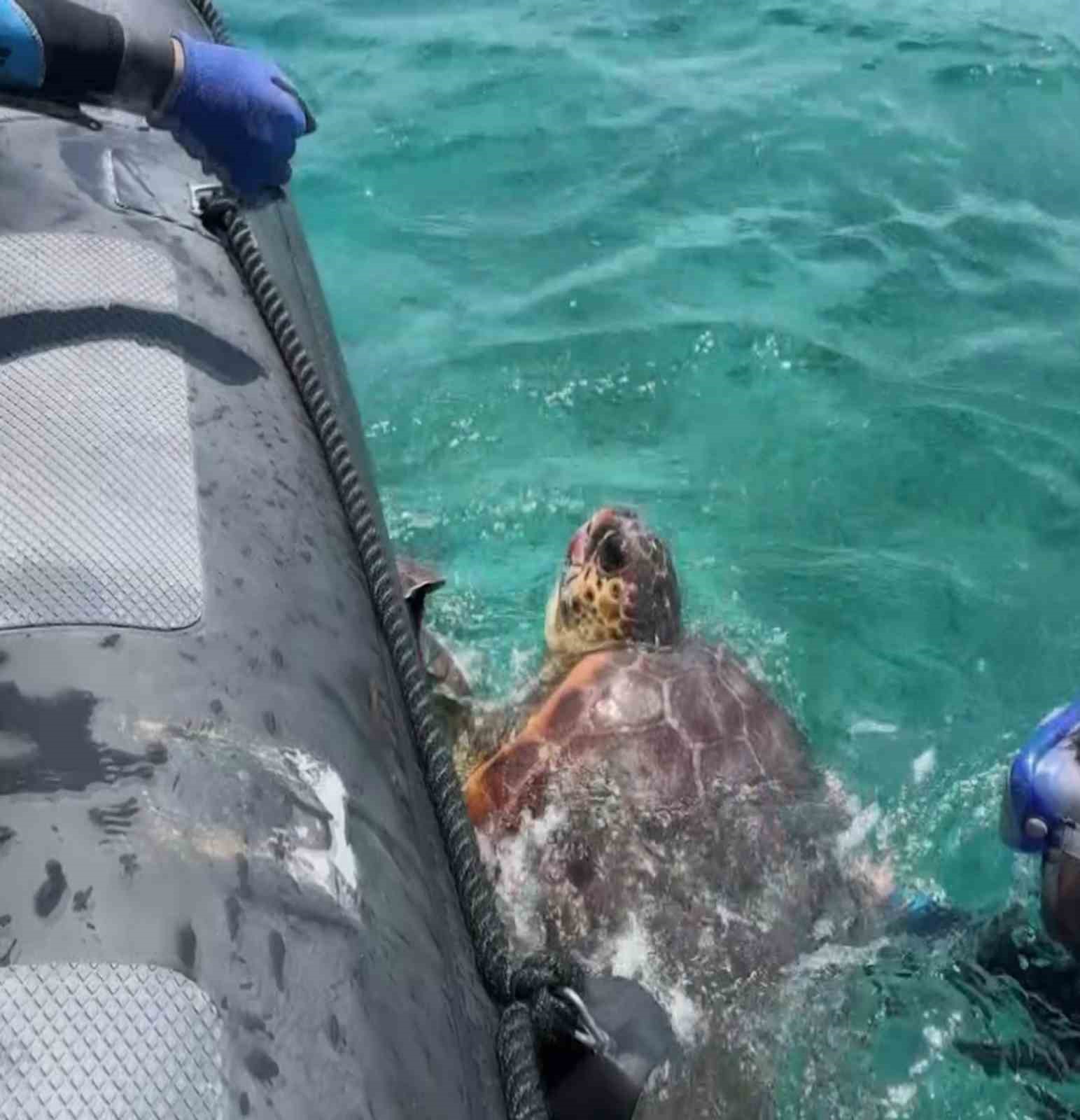 Ağa takılan deniz kaplumbağasını dernek görevlileri kurtardı