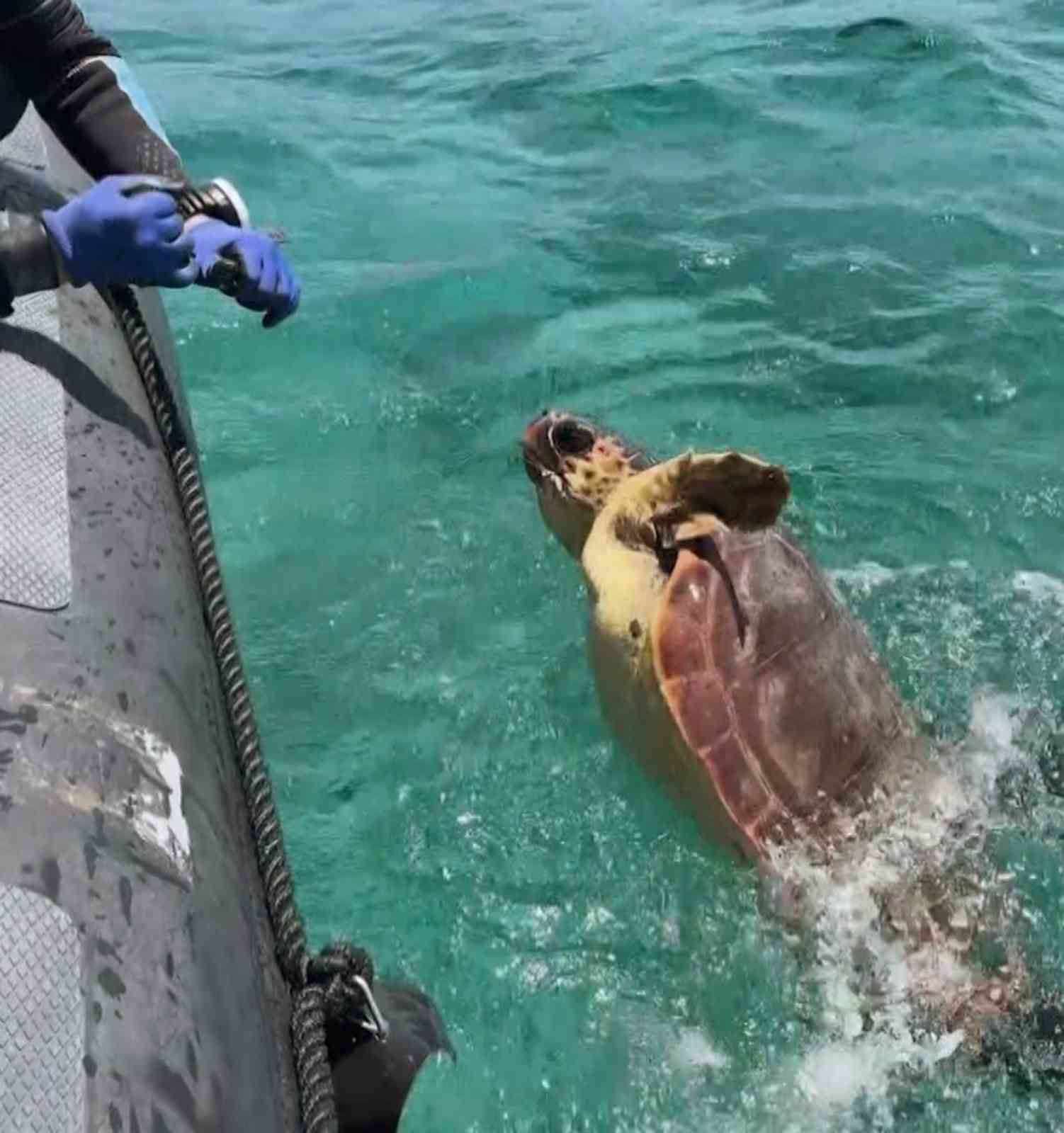 Ağa takılan deniz kaplumbağasını dernek görevlileri kurtardı