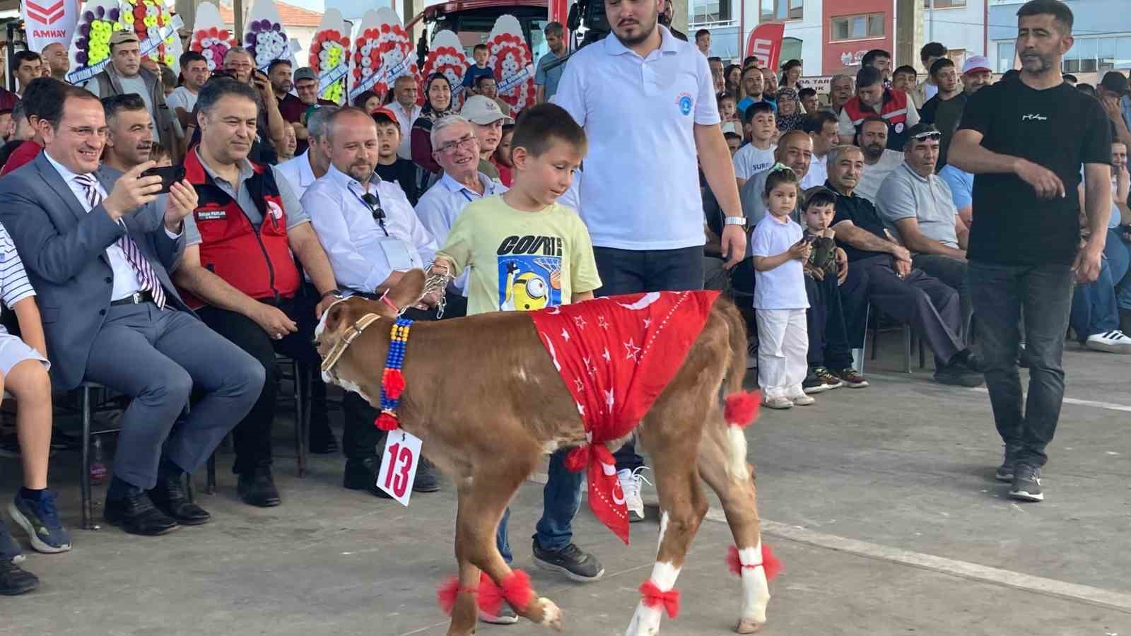 Otuz buzağı arasından en güzeli seçildi