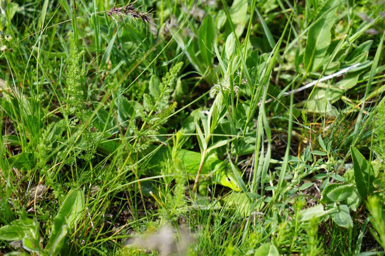 Erzurum’un dağlarında kamufle olan yeşil kertenkele objektife yansıdı