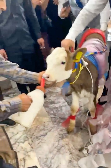 Takı merasiminde altın yerine dişi buzağı hediye edildi