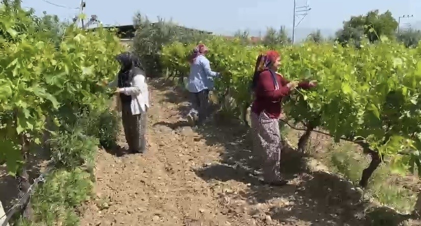Alaşehir’de çiftçilere son uyarı