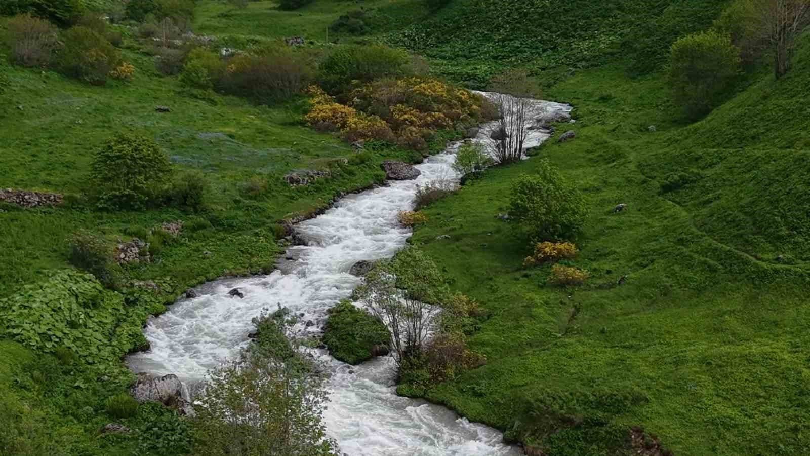 Beyaz örtü kalktı, Rize yaylaları yeşile büründü