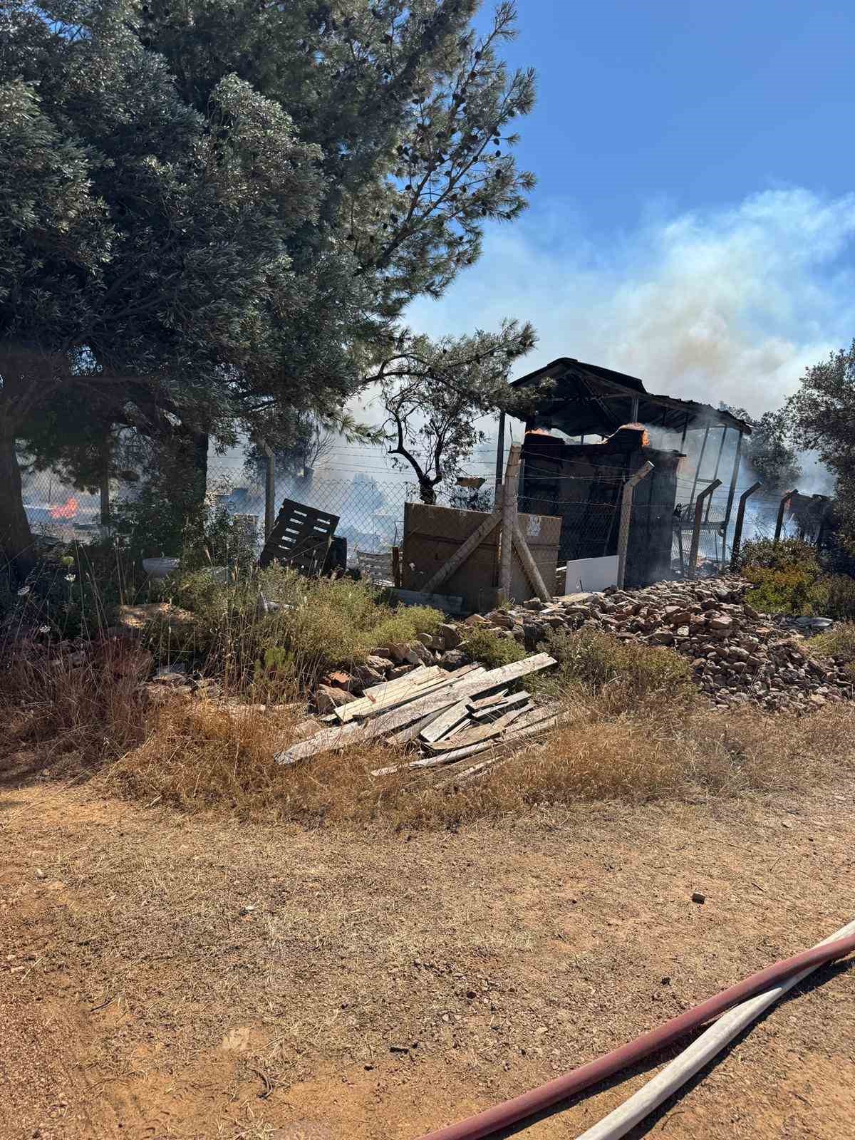 Ayvalık’ta çiftlik yangını ormana sıçradı