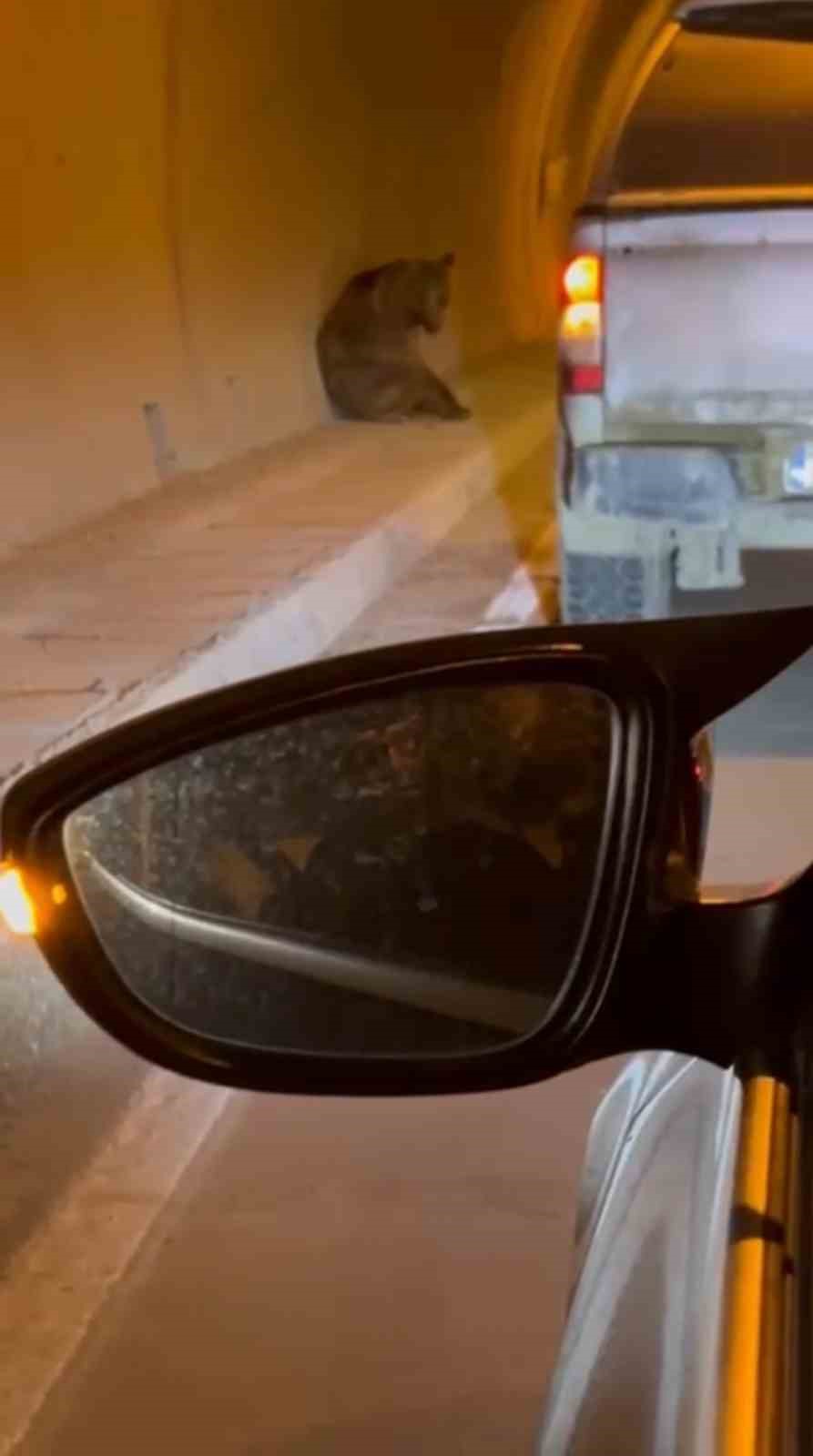 Otomobilin çarptığı ayı yaralandı