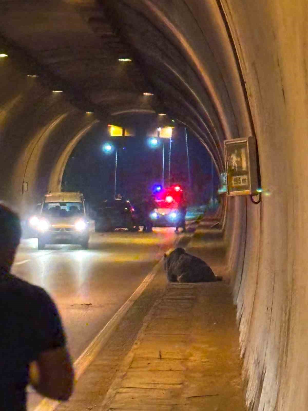 Otomobilin çarptığı ayı yaralandı