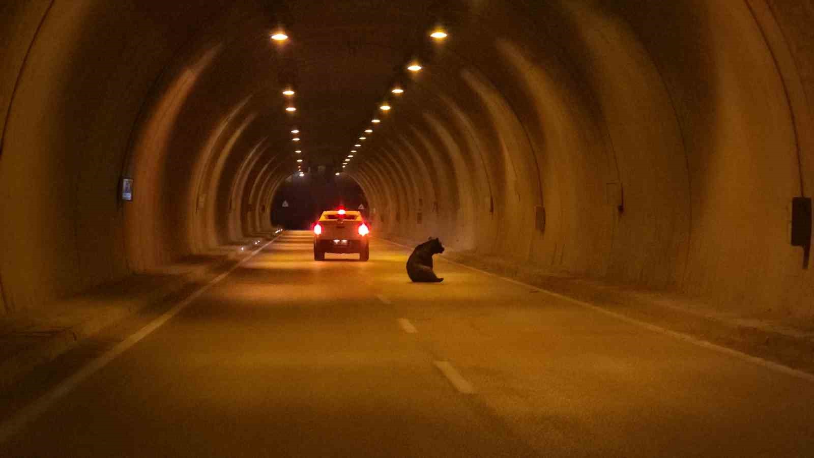 Karabük’te otomobilin çarptığı yaralı ayı tüneli birbirine kattı