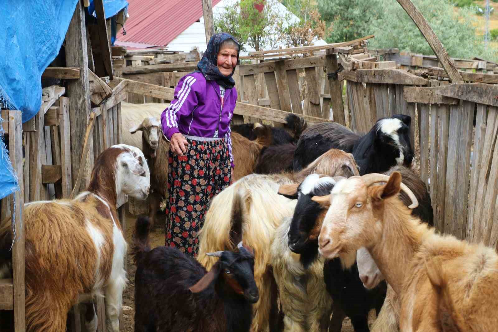Antalya’nın süper çobanı Emine Nine: 94 yaşında, 90 yıldır keçileriyle dağlarda