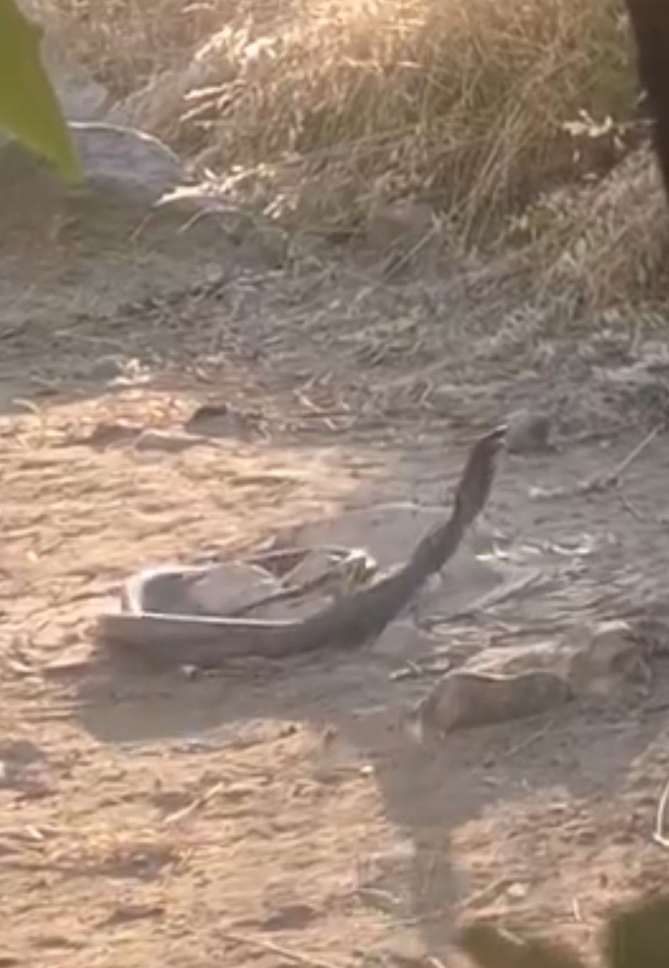 Siirt’te yılanlar görüntülendi
