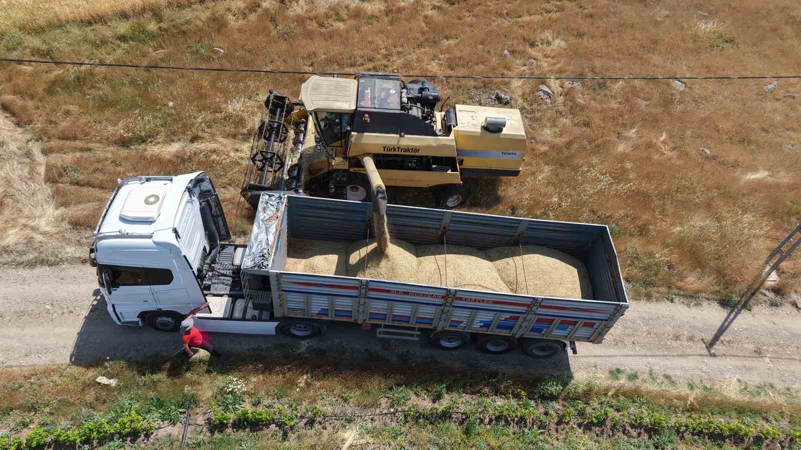 Yağışlar arpayı etkiledi: Rekoltede düşüş bekleniyor