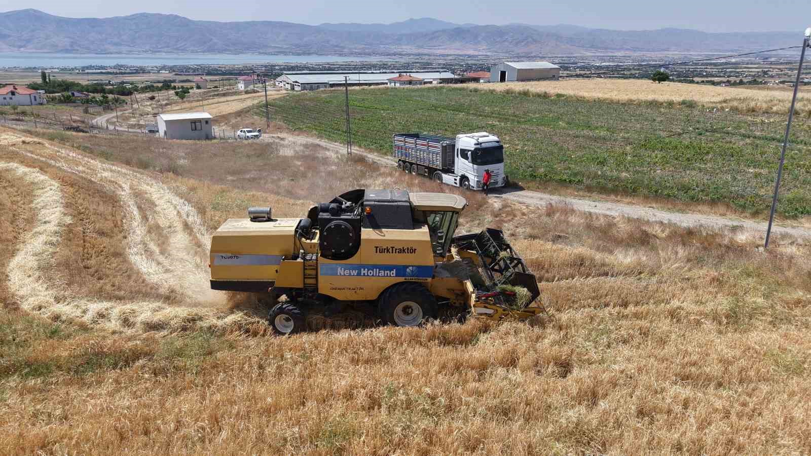 Yağışlar arpayı etkiledi: Rekoltede düşüş bekleniyor