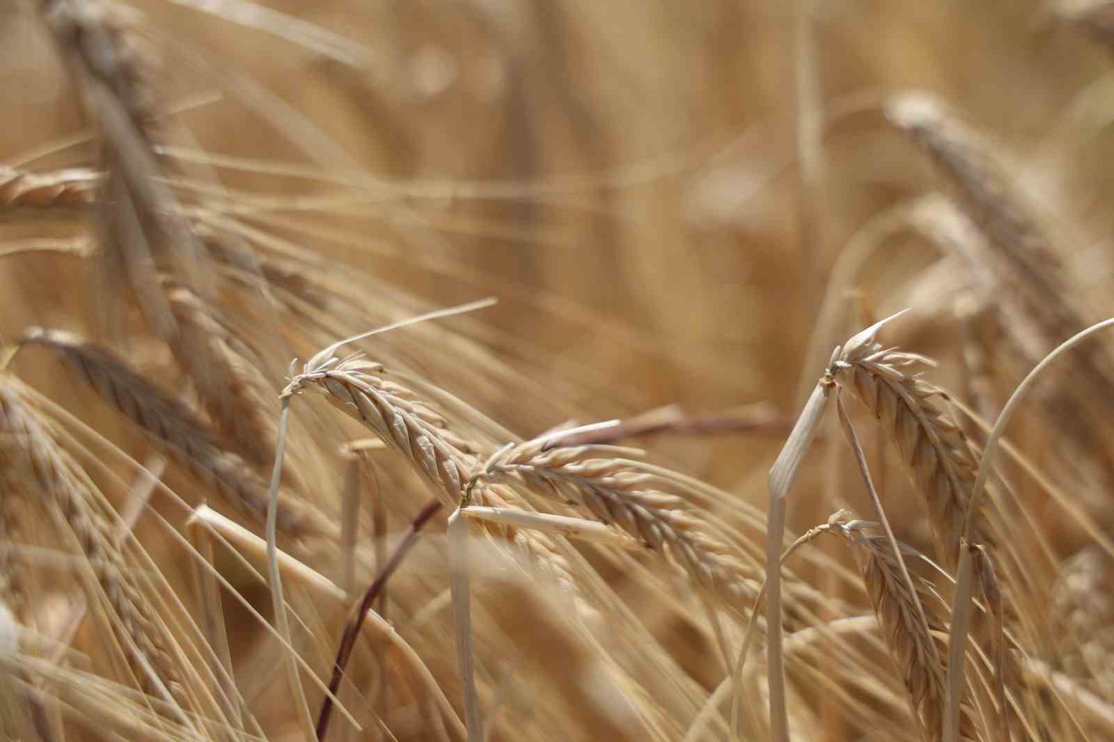 Yağışlar arpayı etkiledi: Rekoltede düşüş bekleniyor