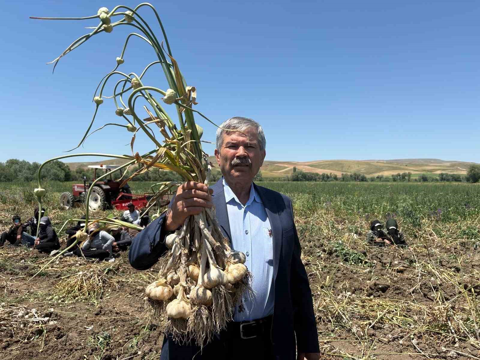 Başkentte alternatif tarımın yeni ürünü: İlk kez yetiştirilen sarımsakta 350 tonluk rekolte