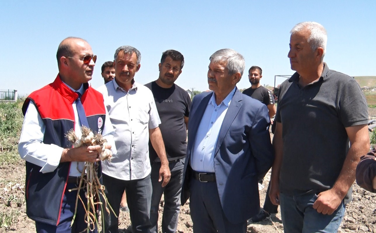 Başkentte alternatif tarımın yeni ürünü: İlk kez yetiştirilen sarımsakta 350 tonluk rekolte
