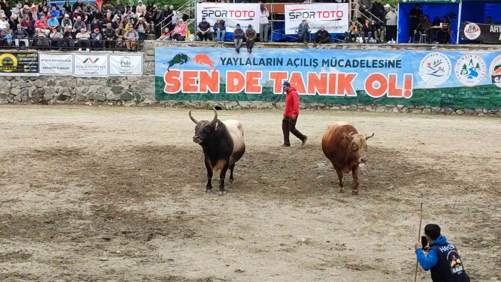 Ayder’de boğa güreşleri heyecanı yaşandı