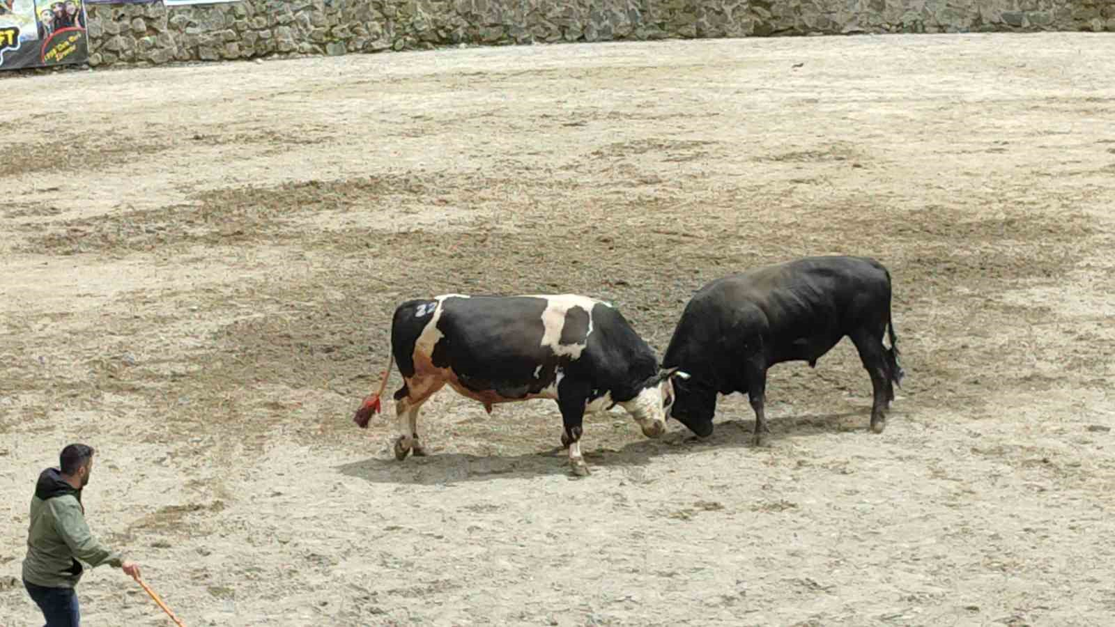 Ayder’de boğa güreşleri heyecanı yaşandı