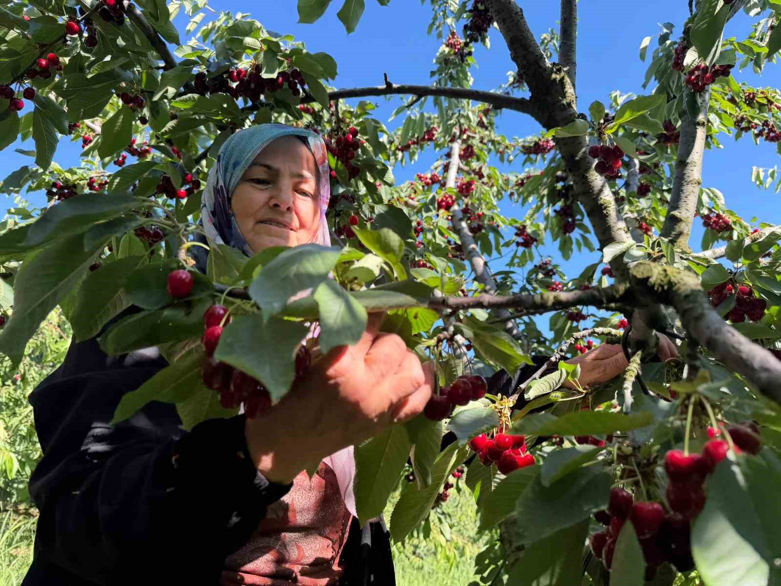 Yalova Dereköy’de ’Kırmızı Altın’ hesadı başladı