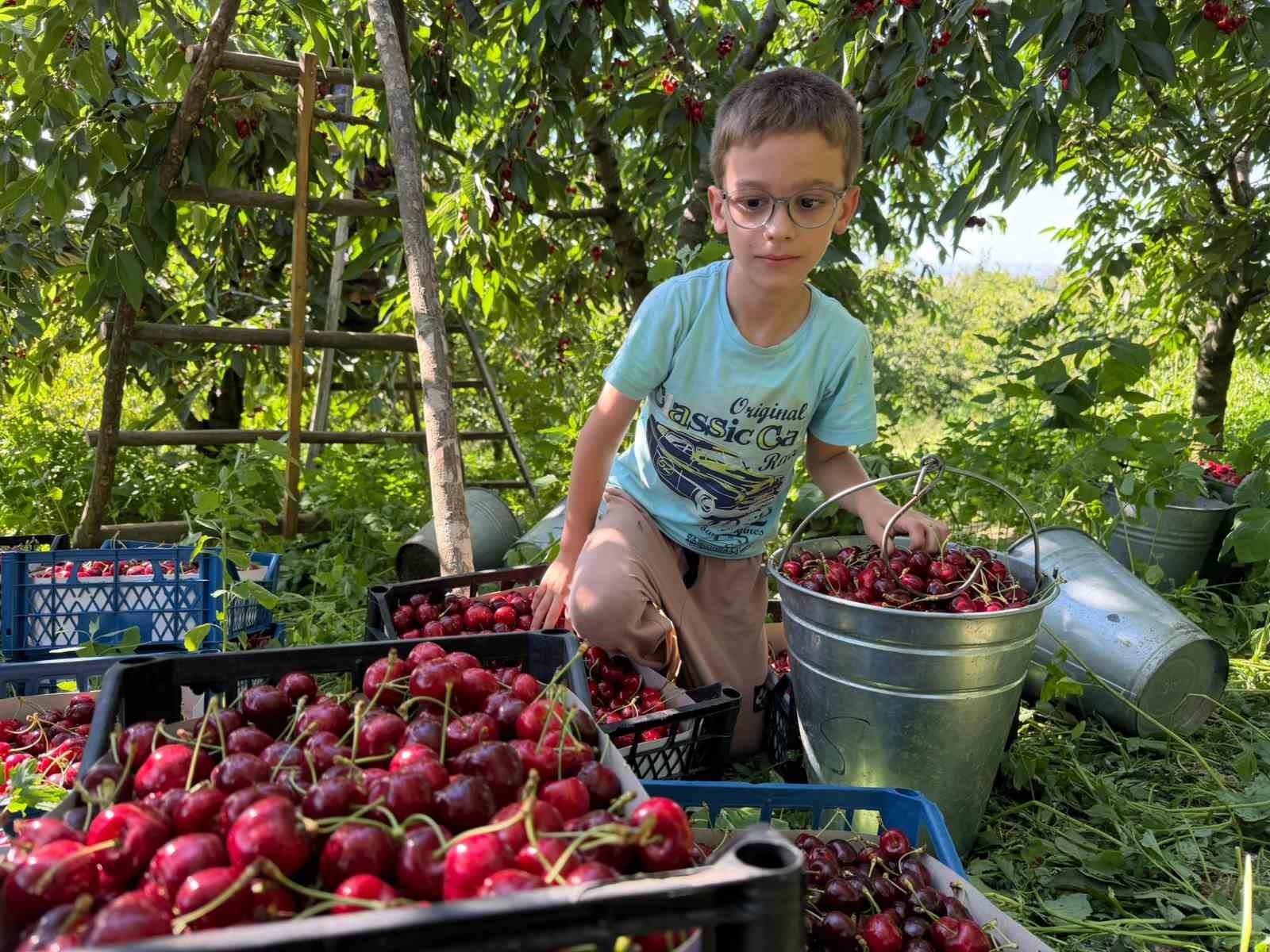 Yalova Dereköy’de ’Kırmızı Altın’ hesadı başladı