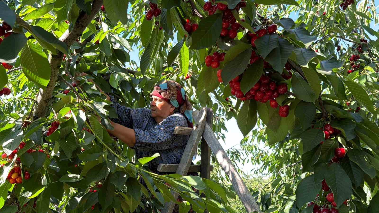 Yalova Dereköy’de ’Kırmızı Altın’ hesadı başladı