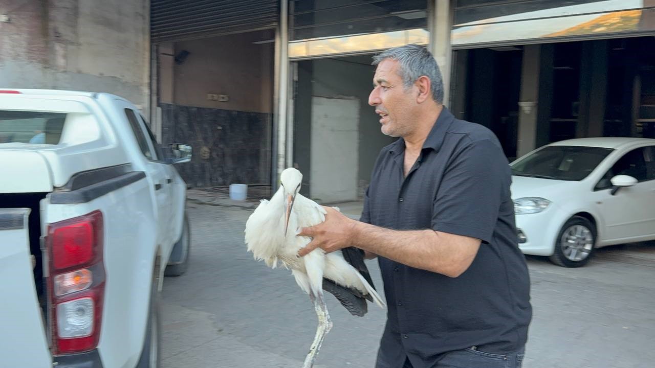 Karabük’te oto yıkamacıya sığınan leylek koruma altına alındı