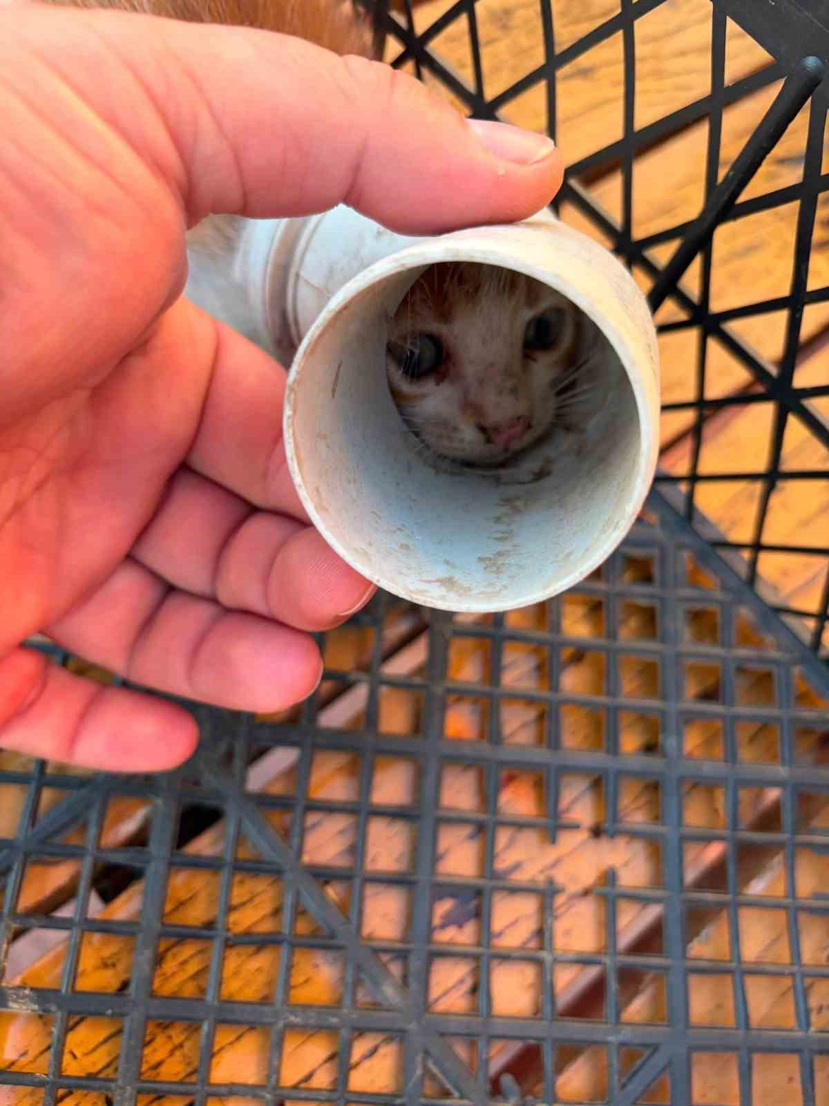 PVC borusuna sıkışan yavru kedi kurtarıldı
