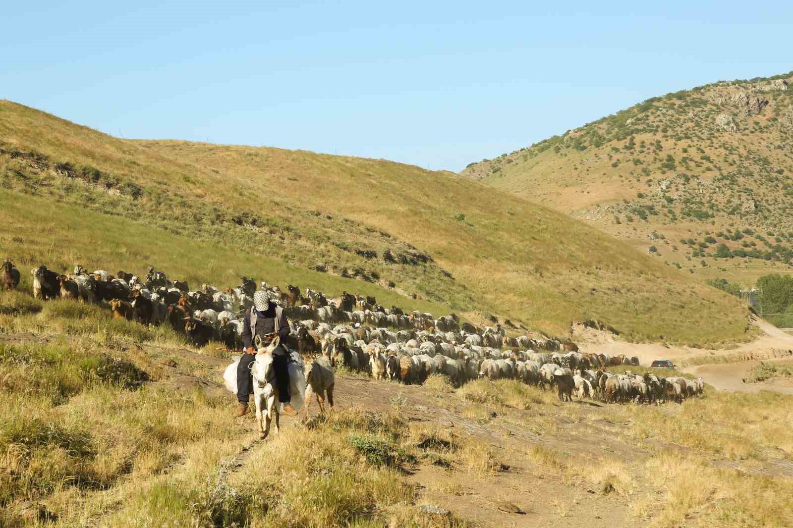 Tatvan’da sürülerin tozlu yayla yolculuğu eşsiz manzaralar oluşturdu