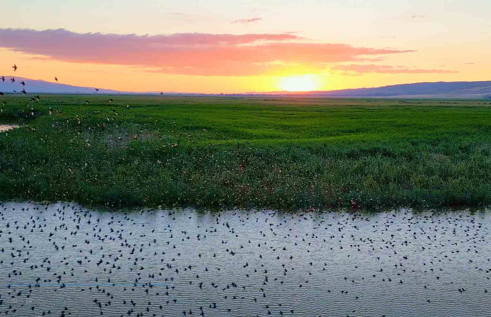 Bitlis’te gün batımı kuşların muhteşem dansına sahne oldu