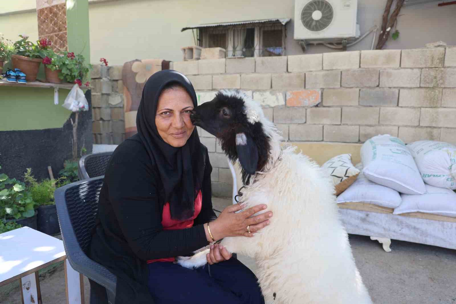 Evladını lösemiden kaybeden anne, teselliyi peşinden ayrılmayan kuzuda buldu