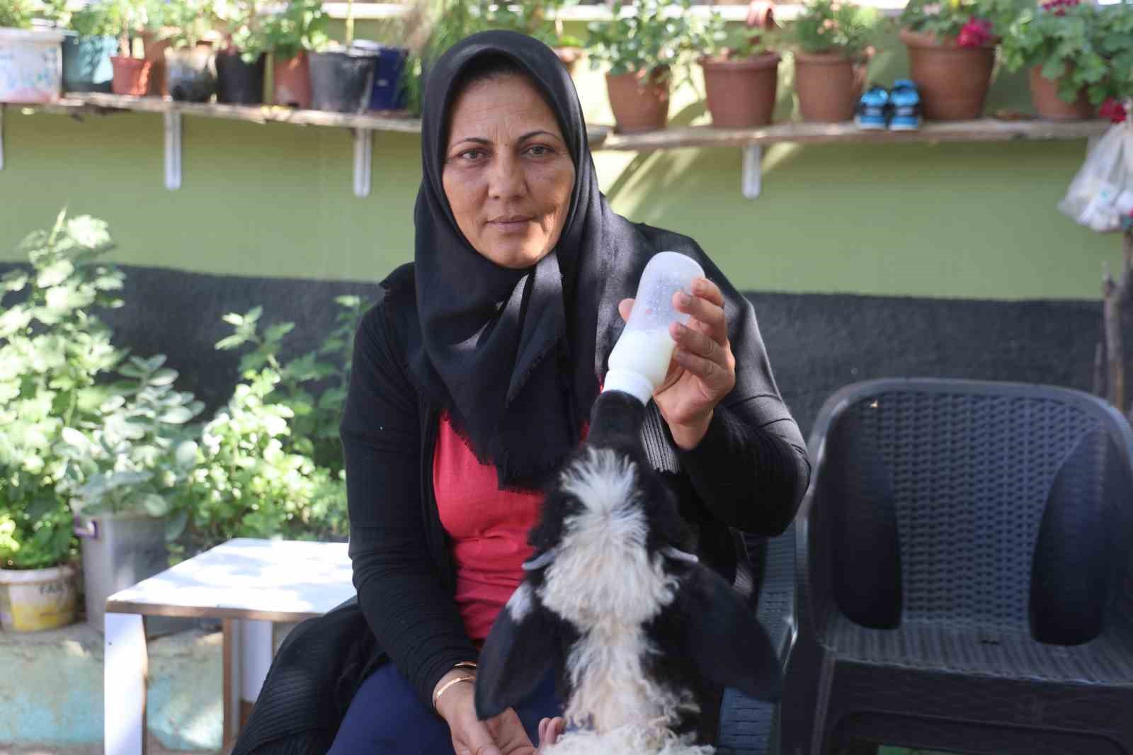 Evladını lösemiden kaybeden anne, teselliyi peşinden ayrılmayan kuzuda buldu