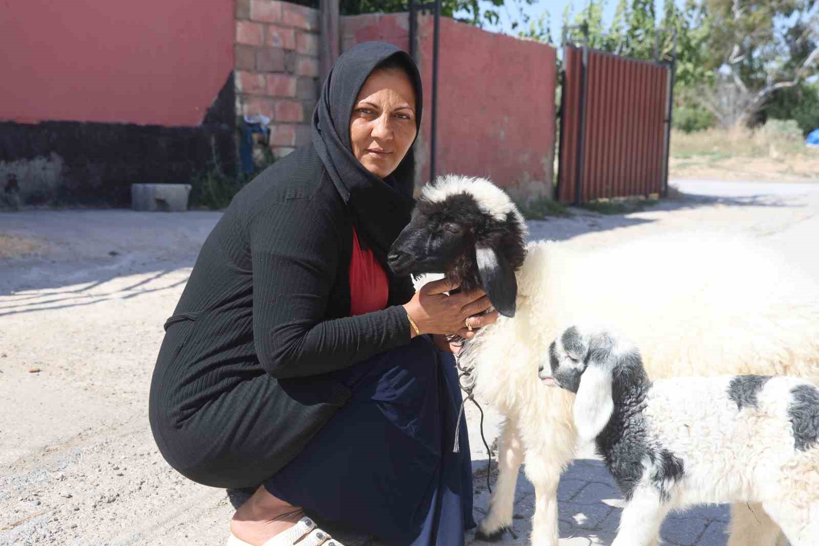 Evladını lösemiden kaybeden anne, teselliyi peşinden ayrılmayan kuzuda buldu