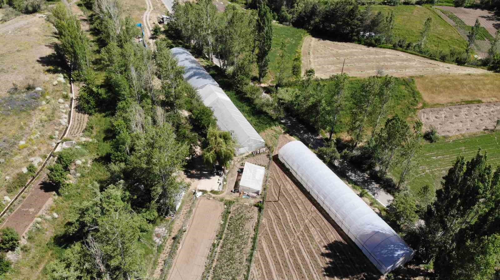 Bayburtlu çiftçi ’memleket meselesi’ gördüğü ata tohumlarını gelecek kuşaklar için çoğaltıyor
