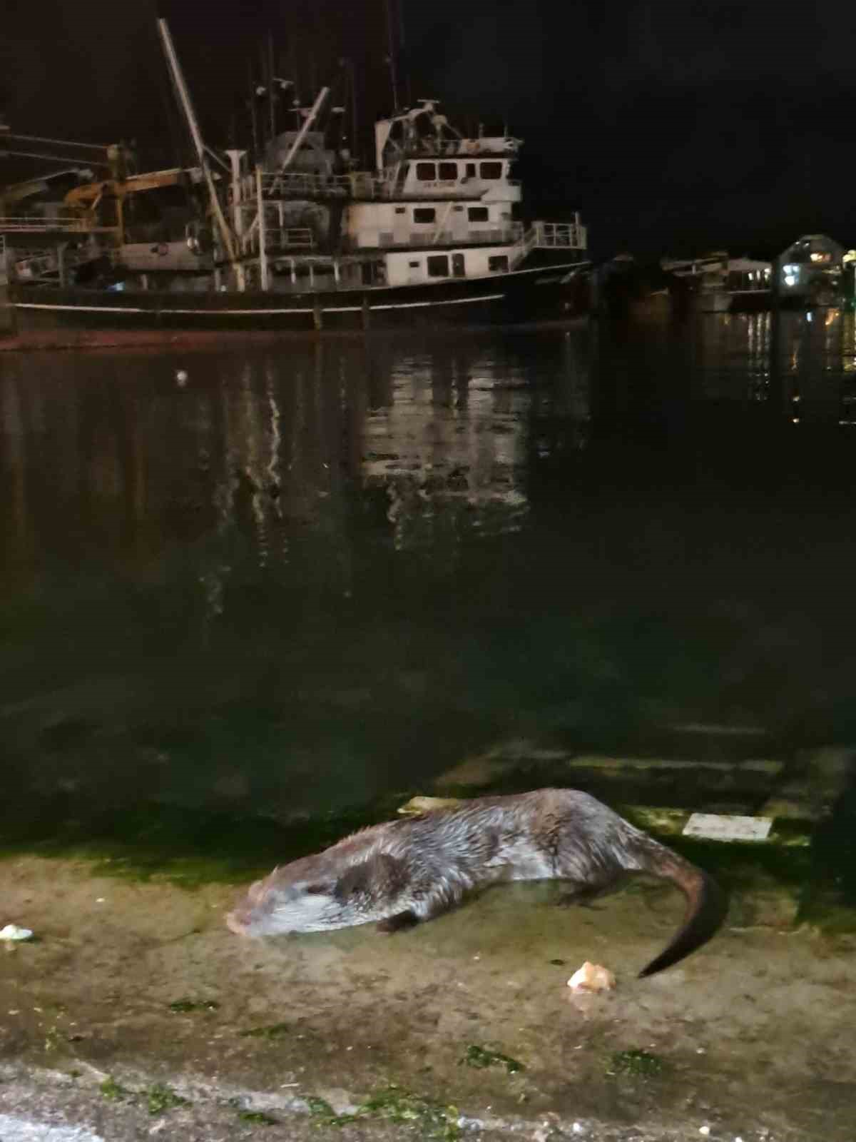 Denizden çıkıp balık yediler, yeniden kayboldular