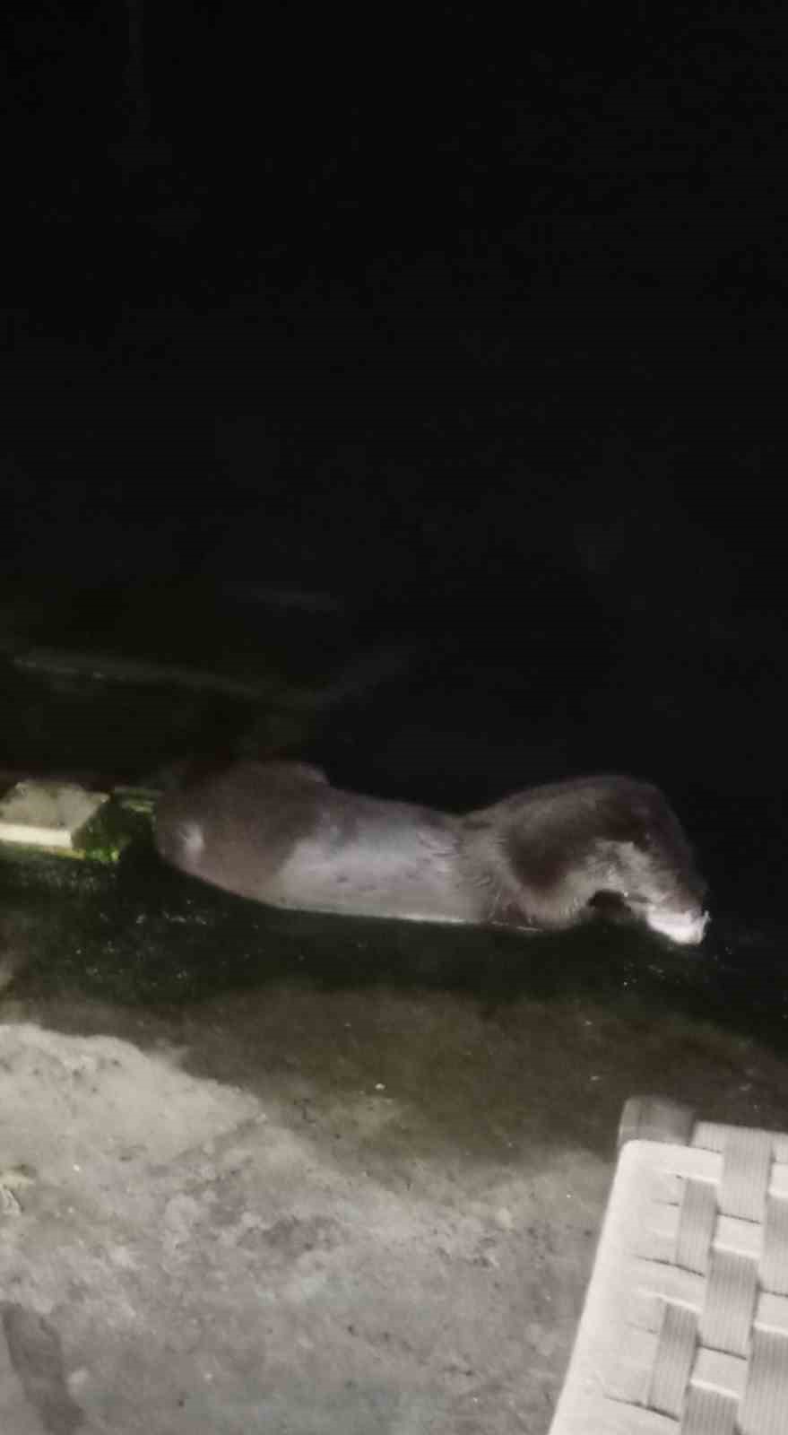 Denizden çıkıp balık yediler, yeniden kayboldular