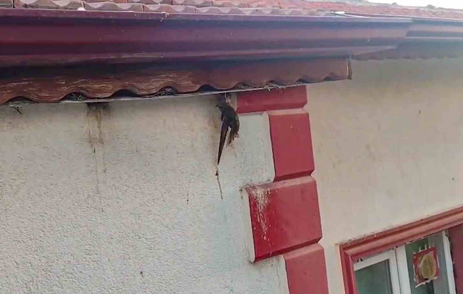 Çorum’da çatı kenarına sıkışan kuşu itfaiye kurtardı