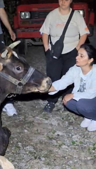 Artvin’de uçuruma yuvarlanan inek ekiplerin çabasıyla kurtarıldı