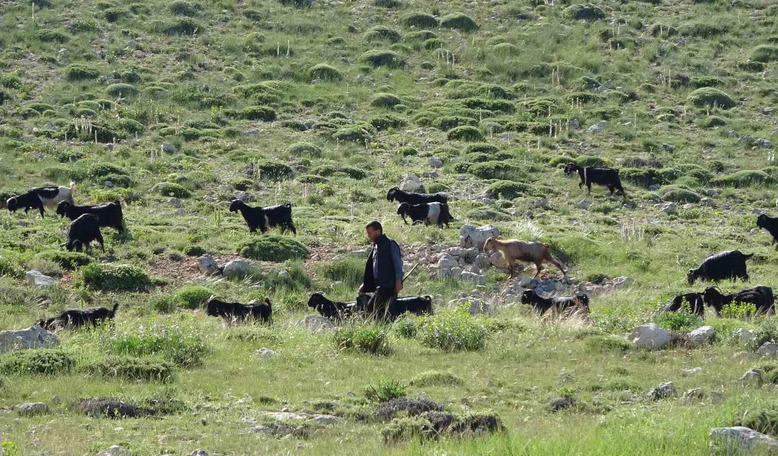 Türkiye’nin keçi yetiştirme merkezi Mersin: Toroslar yeşerdi, Yörüklerin zorlu mesaisi başladı