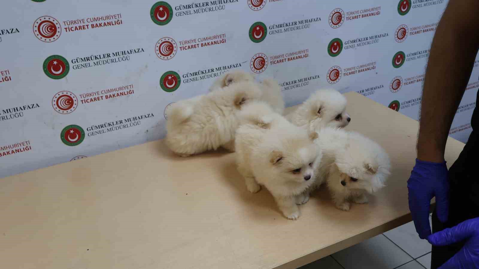 Ticaret Bakanlığı Gümrükler Muhafaza ekiplerinden yavru köpeklere yönelik kaçakçılık girişimine geçit yok