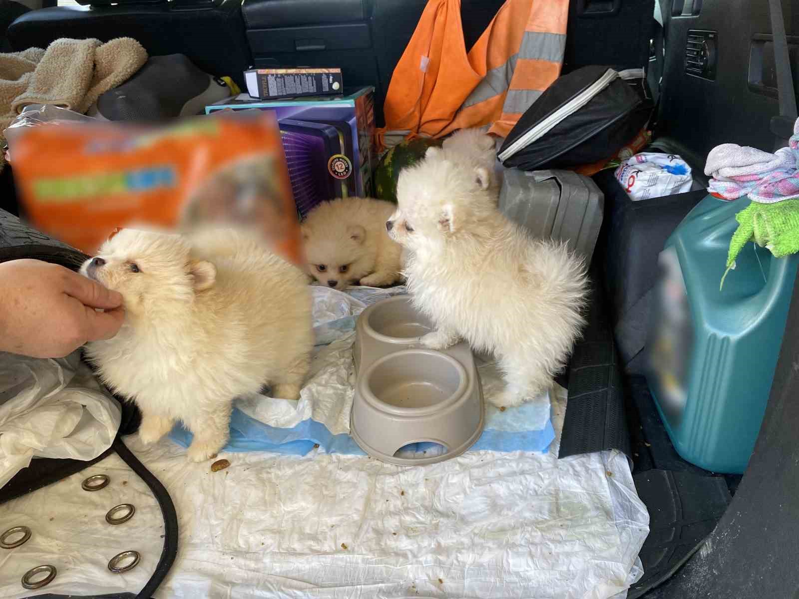 Ticaret Bakanlığı Gümrükler Muhafaza ekiplerinden yavru köpeklere yönelik kaçakçılık girişimine geçit yok