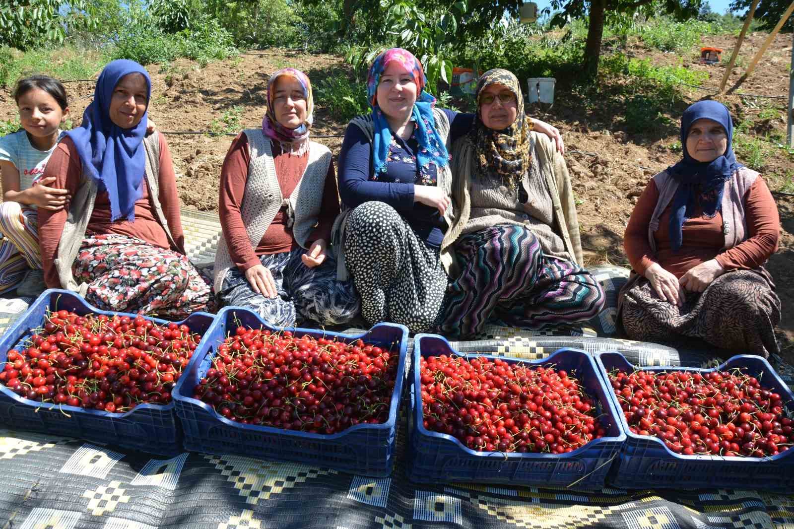 Dünyaca ünlü Demirci kirazında hasat başladı