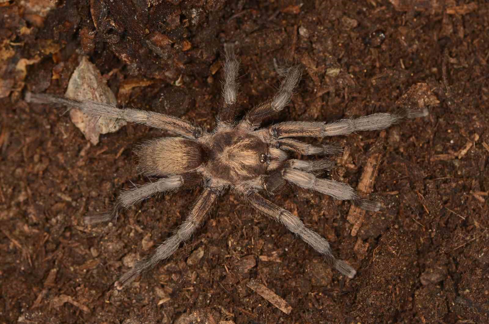 Türkiye’de ilk kez yeni bir tarantula cinsi kaydedildi