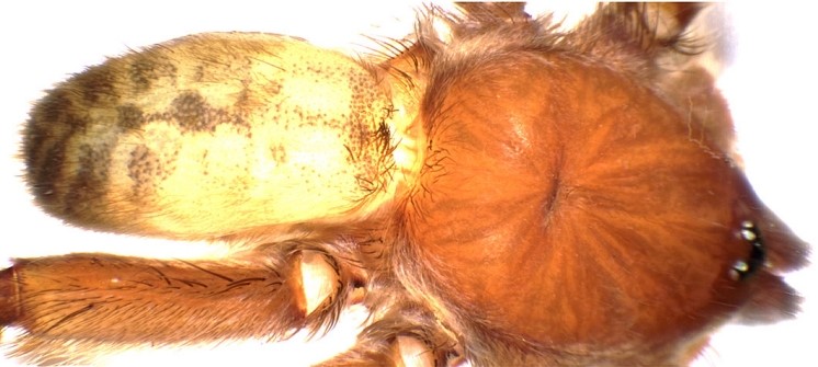 Türkiye’de ilk kez yeni bir tarantula cinsi kaydedildi