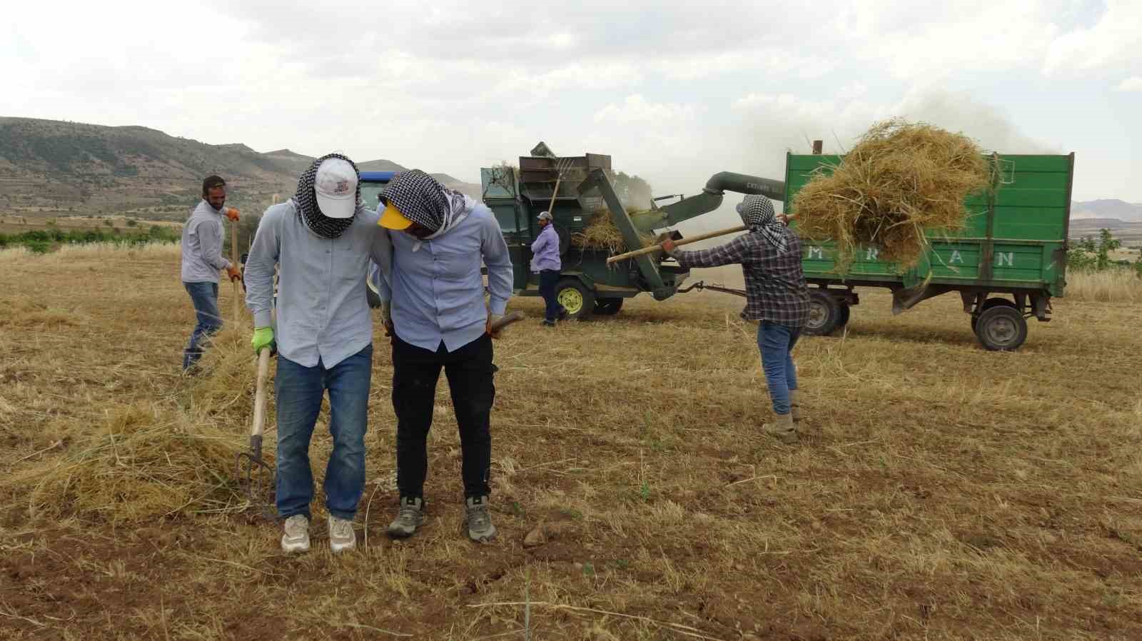Gercüş’te kavurucu sıcakta ’oyun havalı’ hasat