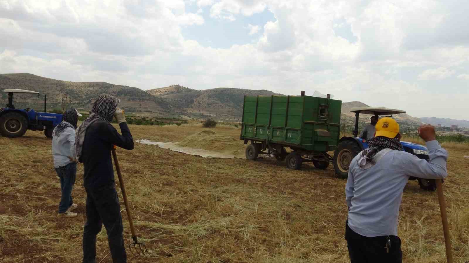 Gercüş’te kavurucu sıcakta ’oyun havalı’ hasat