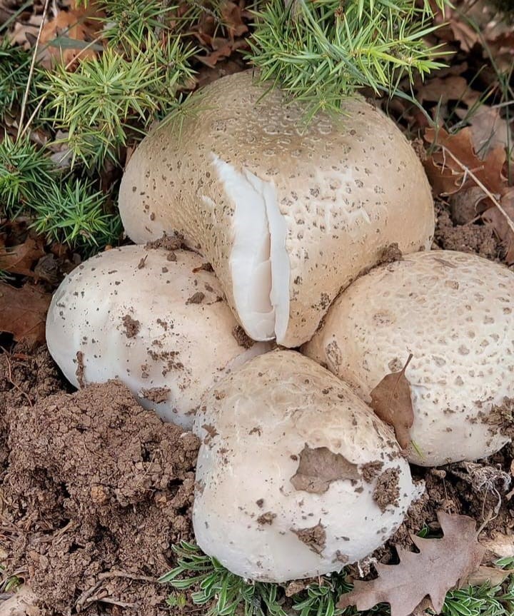 Çayır mantarını toplaması zahmetli yemesi lezzetli