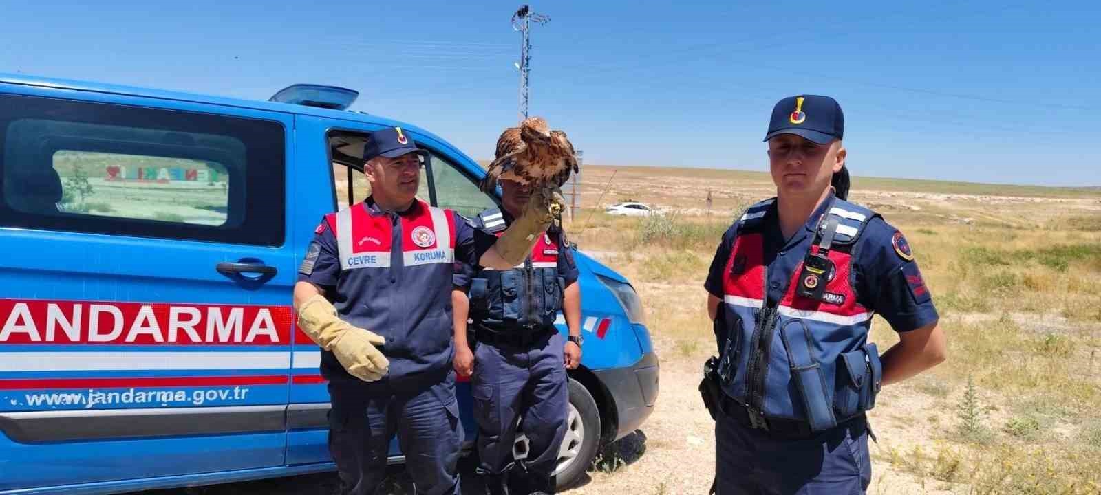 Yozgat’ta yaralı bulunan şahin koruma altına alındı